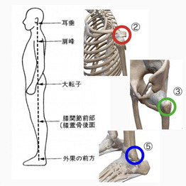 美姿勢（1）