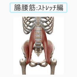 腸腰筋:ストレッチ編